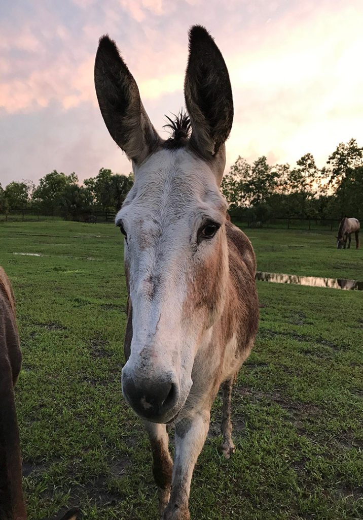Stella Rescued from a Kill Pen resides at Florida Rescue Ranch