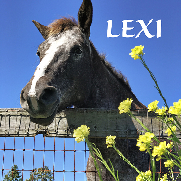 Lexi the Appaloosa rescued from a kill pen in TN resides at Florida Rescue Ranch