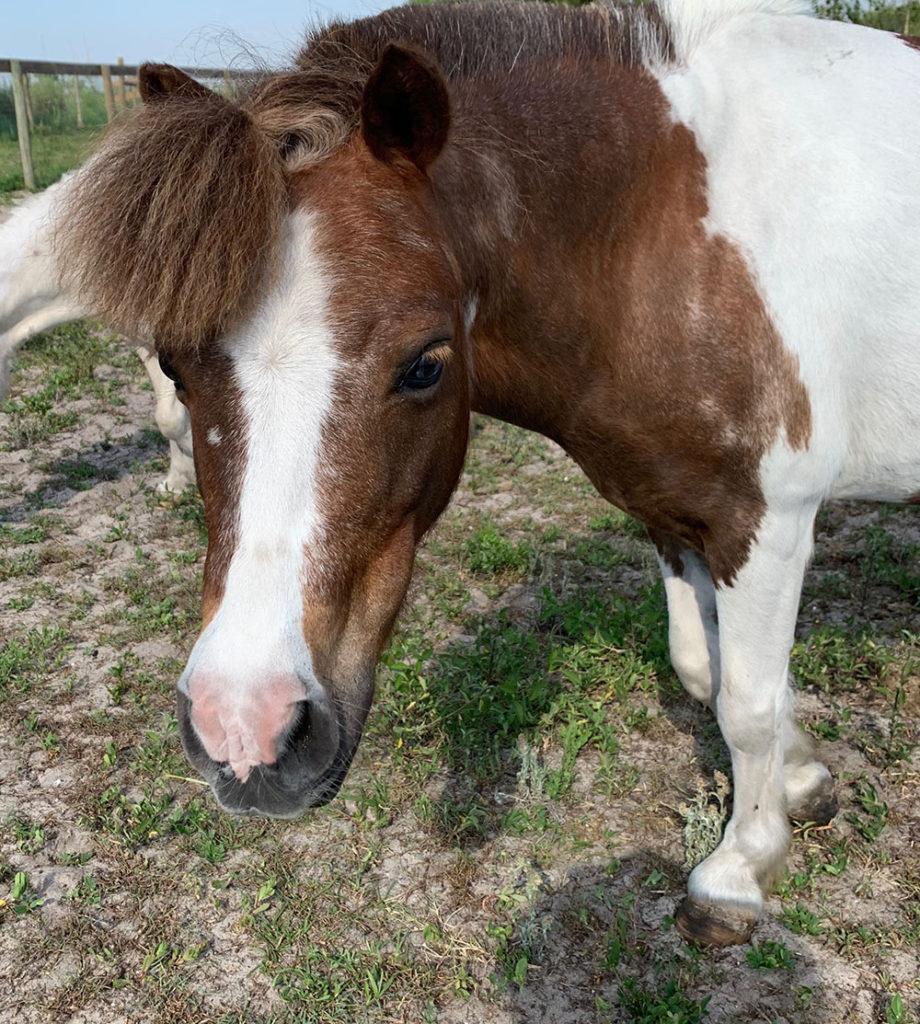 Simon the mini horse at Florida Rescue Ranch