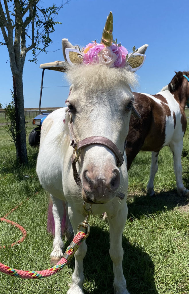 Belle the mini horse at Florida Rescue Ranch