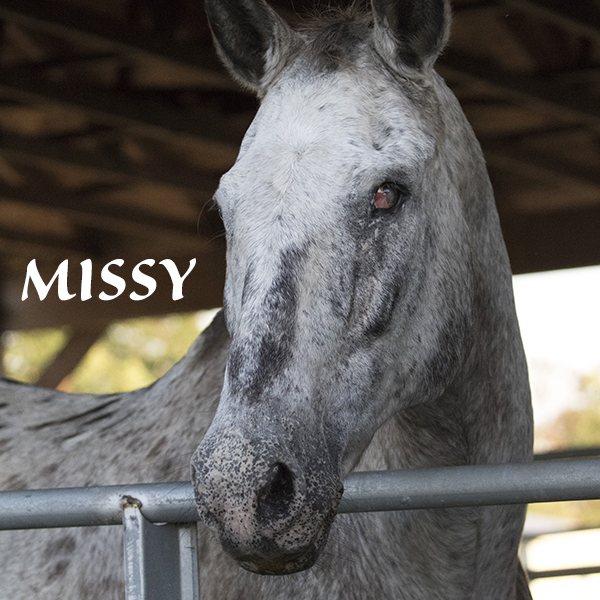 Missy the Blind Appaloosa at Florida Rescue Ranch