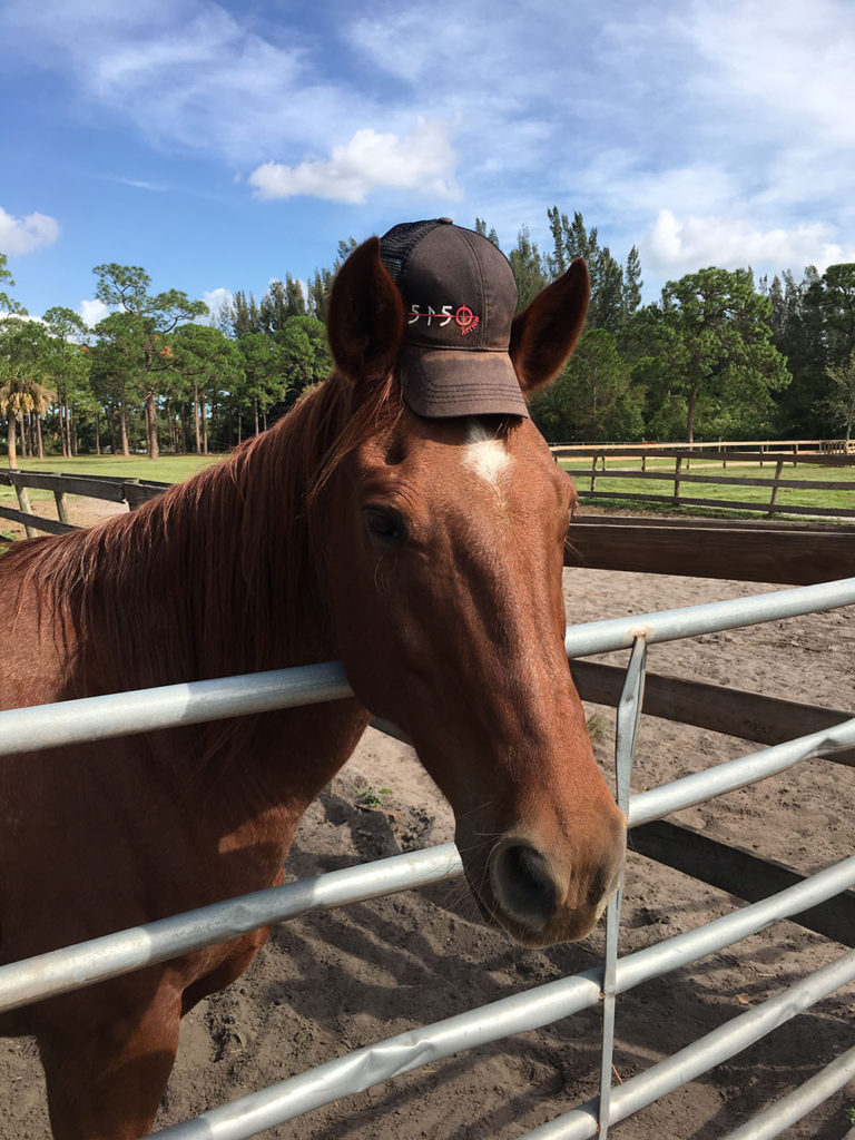 Red a horse at Florida Rescue Ranch Inc.